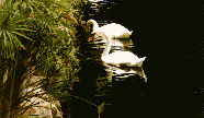 The Swans